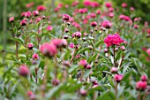 PAEONIA LACTIFLORA KANSAS