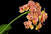 PHALAENOPSIS IRENES FLAME