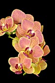 PHALAENOPSIS IRENES FLAME