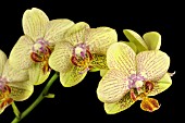 PHALAENOPSIS MASKA