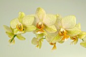 PHALAENOPSIS PISA