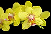 PHALAENOPSIS TAIDA LAWRENCE PETER LIN