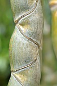 PHYLLOSTACHYS PUBESCENS HETEROCYCLA