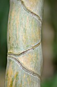 PHYLLOSTACHYS PUBESCENS HETEROCYCLA