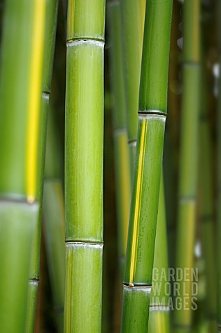 PHYLLOSTACHYS_VIVAX_HUANWENZHU_SYN_P_VIVAX_HUANGWENZHU