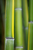 PHYLLOSTACHYS VIVAX HUANWENZHU SYN. P. VIVAX HUANGWENZHU