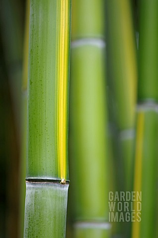 PHYLLOSTACHYS_VIVAX_HUANWENZHU_SYN_P_VIVAX_HUANGWENZHU