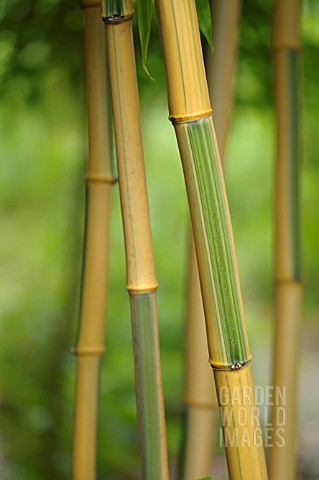 PHYLLOSTACHYS_VIVAX_HUANWENZHUINVERSA_SYN_P_VIVAX_HUANGWENZHUINVERSA