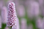 PERSICARIA BISTORTA SUPERBUM