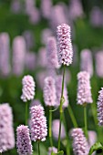 PERSICARIA BISTORTA SUPERBUM