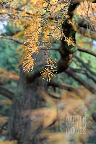 PSEUDOLARIX_AMABILIS