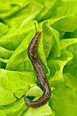 LIMAX MAXIMUS -SLUG