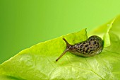 LIMAX MAXIMUS -SLUG