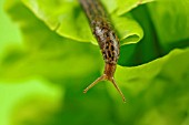 LIMAX MAXIMUS -SLUG