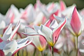 TULIPA CLUSIANA LADY JANE