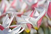 TULIPA CLUSIANA LADY JANE