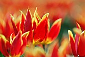 TULIPA DUC VAN TOL RED AND YELLOW