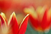 TULIPA DUC VAN TOL RED AND YELLOW