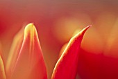 TULIPA DUC VAN TOL RED AND YELLOW