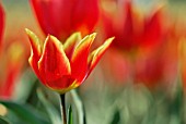 TULIPA DUC VAN TOL RED AND YELLOW