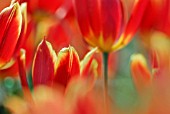 TULIPA DUC VAN TOL RED AND YELLOW