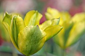 TULIPA HUMMINGBIRD