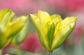 TULIPA HUMMINGBIRD