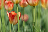 TULIPA JAN COTTAAR