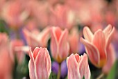 TULIPA KAUFMANNIANA FRITZ KREISLER