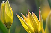 TULIPA ORPHANIDEA BOISS