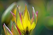 TULIPA ORPHANIDEA BOISS