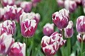 TULIPA STRIPED SAIL