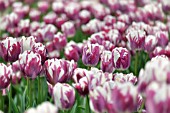 TULIPA STRIPED SAIL