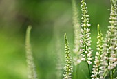 VERONICASTRUM VIRGINICUM DIANE