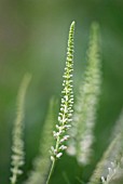 VERONICASTRUM VIRGINICUM DIANE