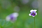 VIOLA HEDERACEAE