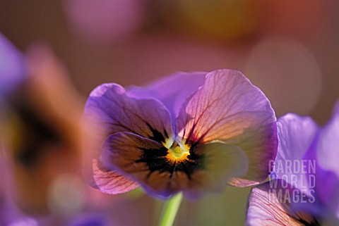VIOLA_X_WILLIAMSII_A_TOUCH_OF_BRONZE