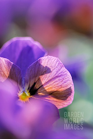 VIOLA_X_WILLIAMSII_A_TOUCH_OF_BRONZE