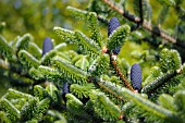 ABIES FORESTII GEORGEI