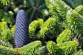 ABIES FORESTII GEORGEI