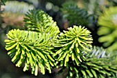 ABIES FORESTII GEORGEI