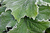 ACANTHUS MOLLIS