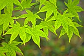 ACER PALMATUM OSAKAZUKI