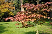 ACER PALMATUM PALMATUM