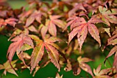 ACER PALMATUM PALMATUM