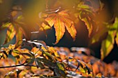 ACER PALMATUM PALMATUM