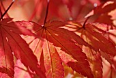 ACER PALMATUM SANGO-KAKU