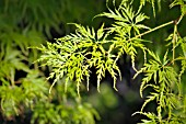 ACER PALMATUM SEIRYU