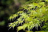 ACER PALMATUM SEIRYU