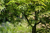 ACER PALMATUM SEIRYU